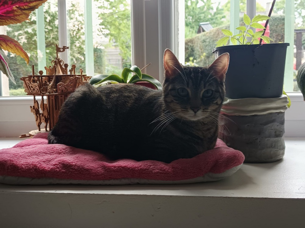 Photo de Cookie