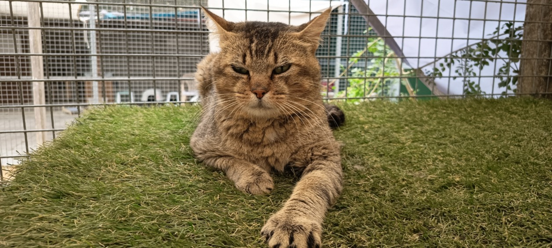 Gregory - Chat Européen à adopter