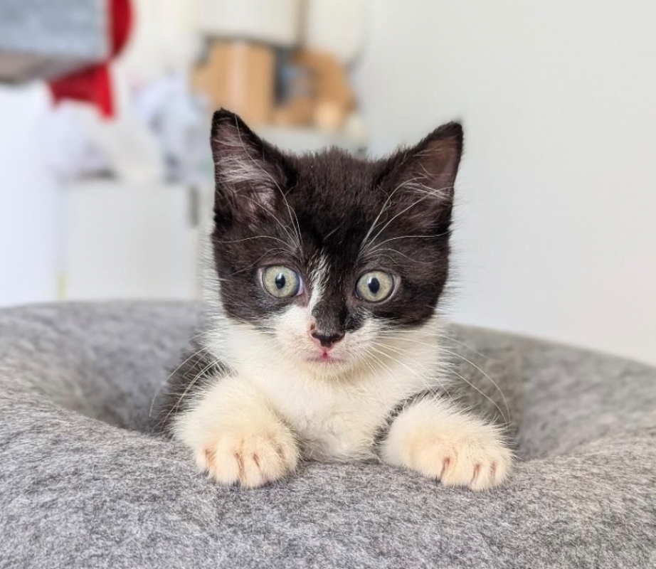 Photo de Petitchou