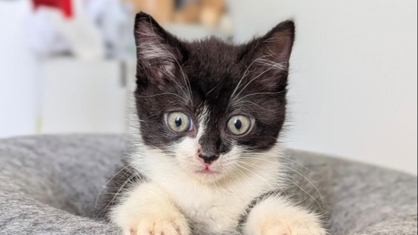Petitchou - Chat Européen à adopter