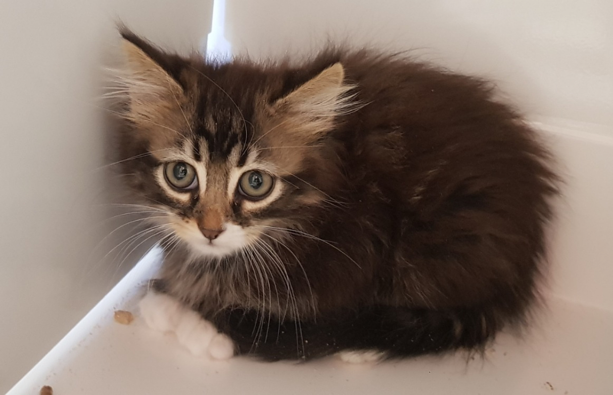 Photo de Nova