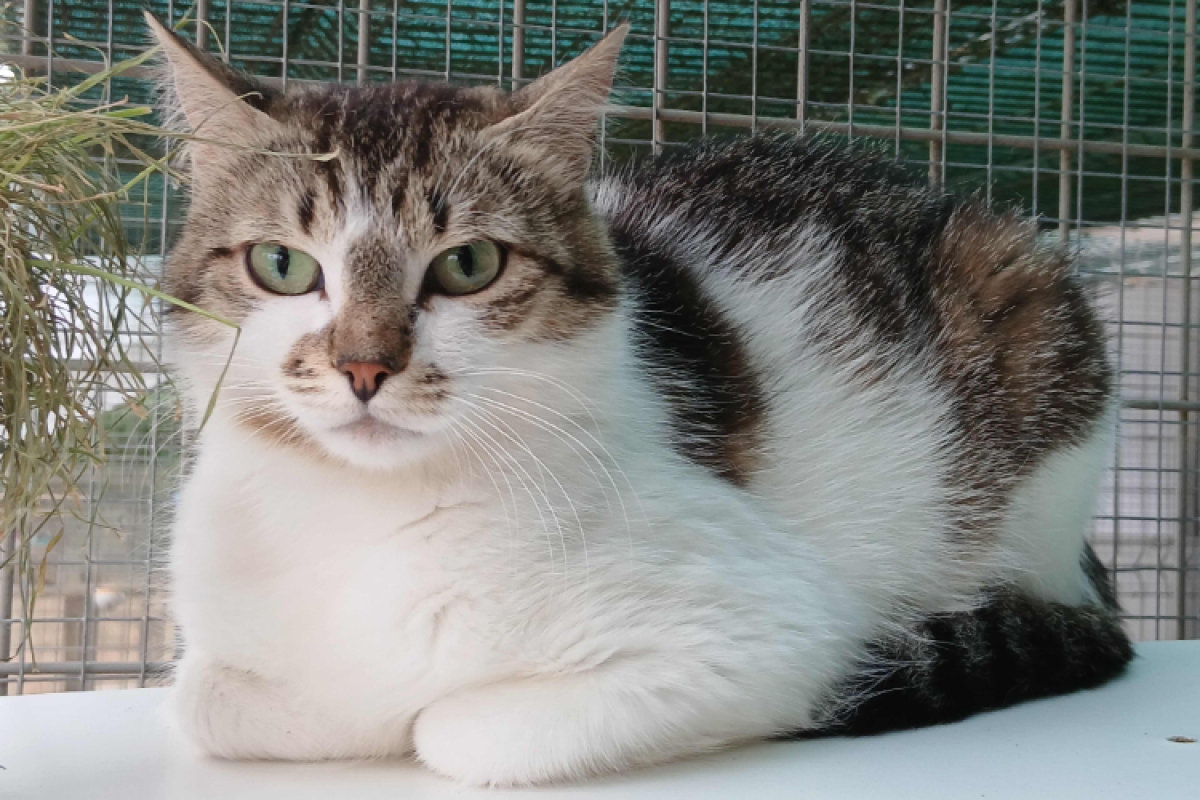Enaelle - Chat à adopter