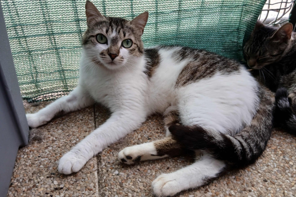 Enaelle - Chat à adopter - photo 2