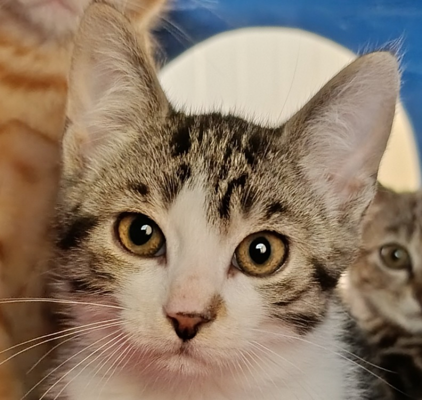 Gribouille - Chat Européen à adopter