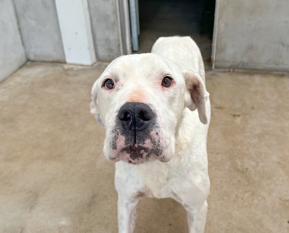 Matana - Chien Dogue Argentin à adopter