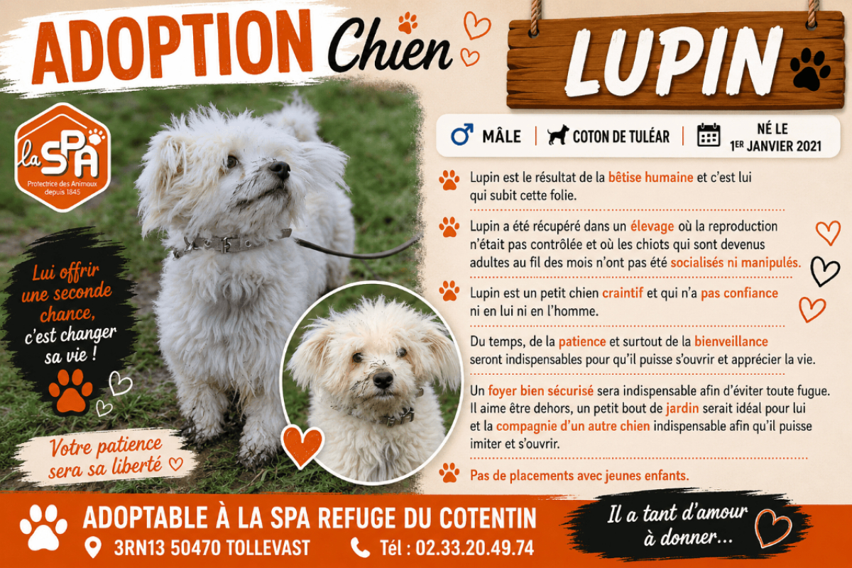 Photo de Lupin