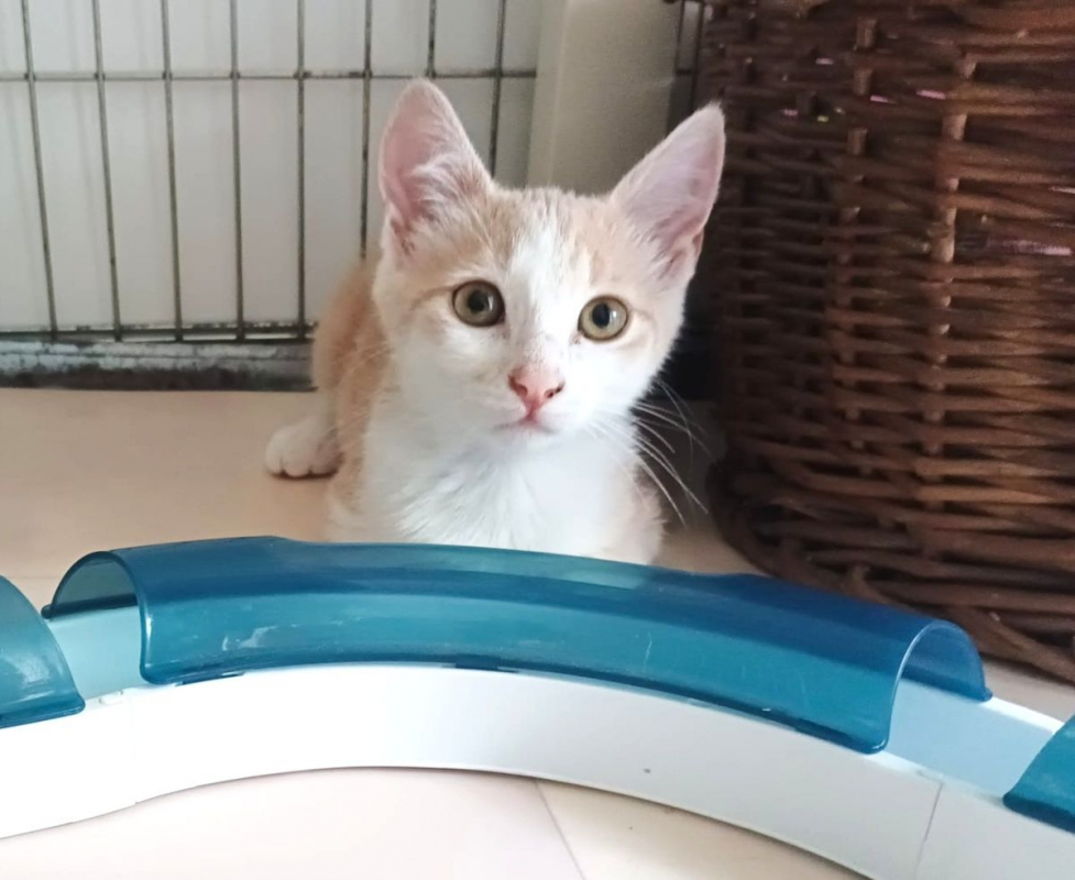 BLOOM - Chat à adopter - photo 5