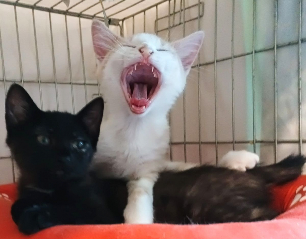 BLOOM - Chat à adopter - photo 8