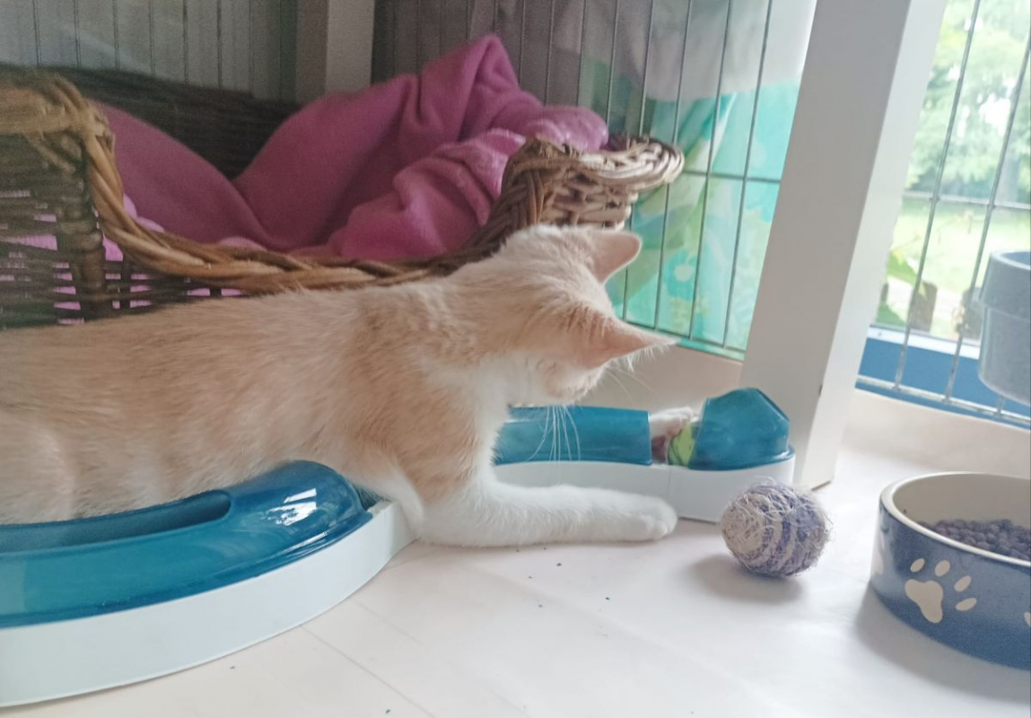 BLOOM - Chat à adopter - photo 6