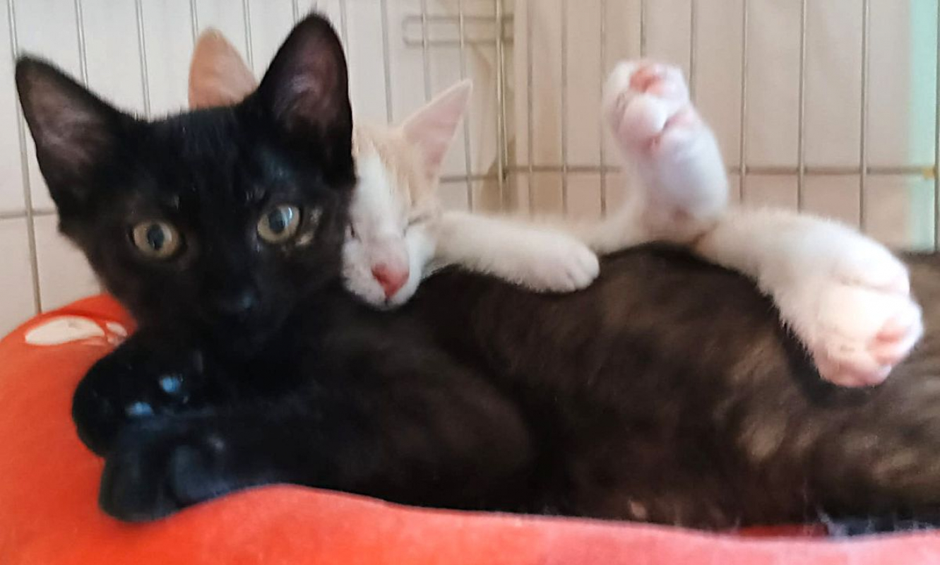 BOHEME - Chat à adopter - photo 6