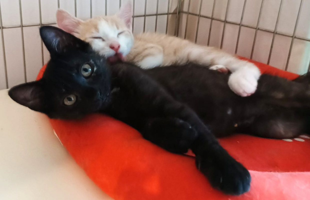 BOHEME - Chat à adopter