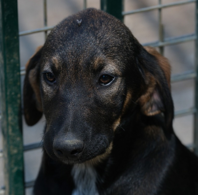 Photo de Arcanin