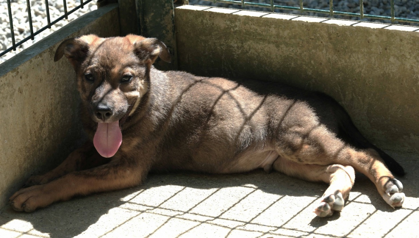 Photo de Milo