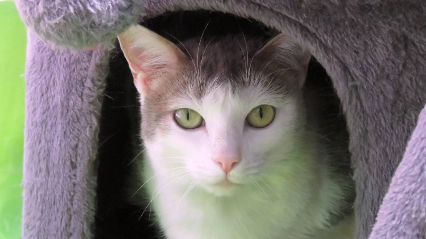 Tsuki - Chat Européen à adopter