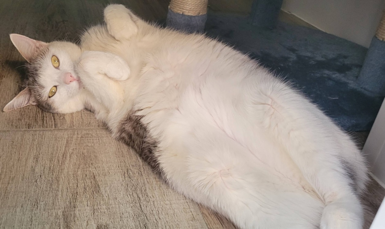 Tsuki - Chat Européen à adopter - photo 4
