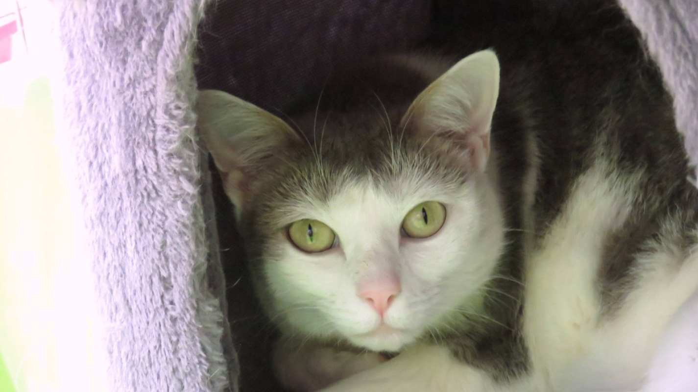 Tsuki - Chat Européen à adopter - photo 5