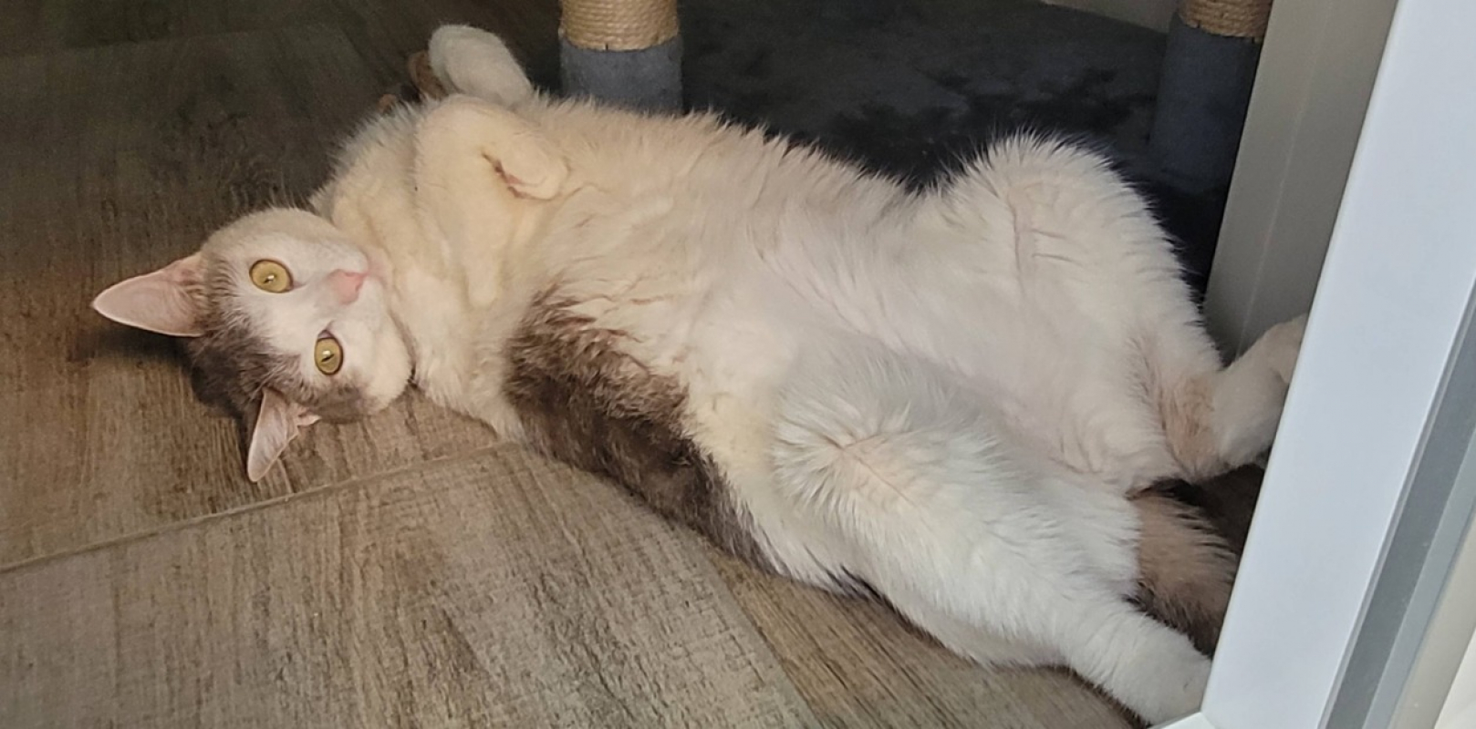 Tsuki - Chat Européen à adopter - photo 6