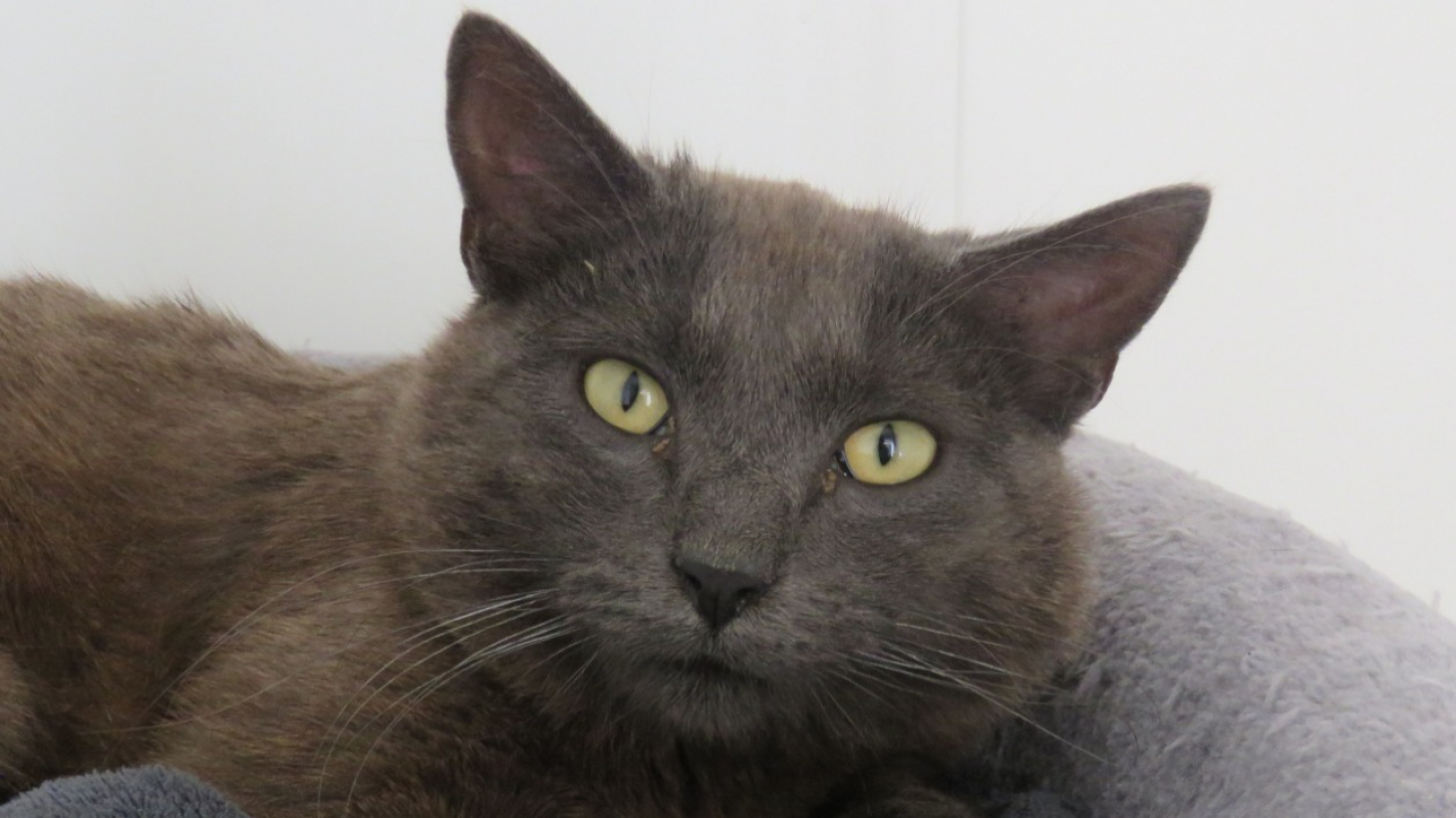 Photo #1 de Sirius