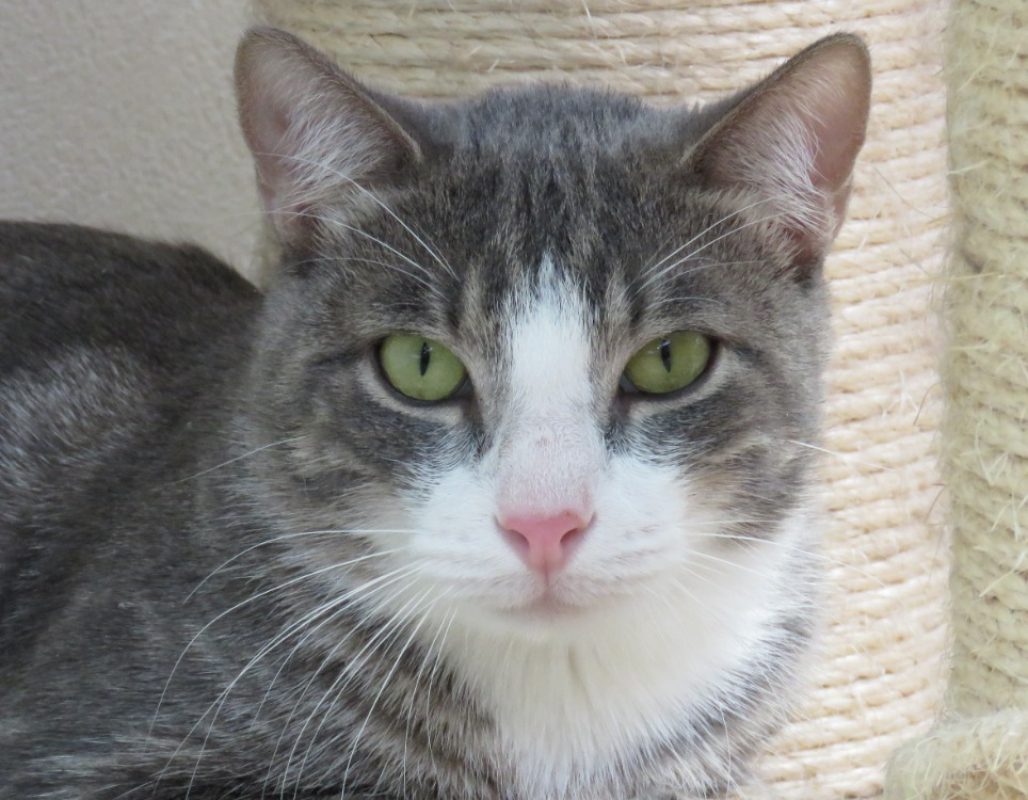 Mango - Chat Européen à adopter