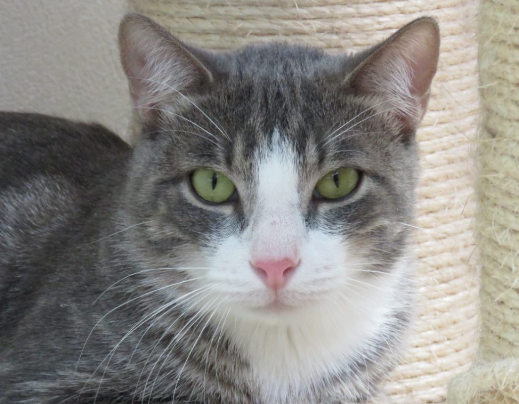 Mango - Chat Européen à adopter