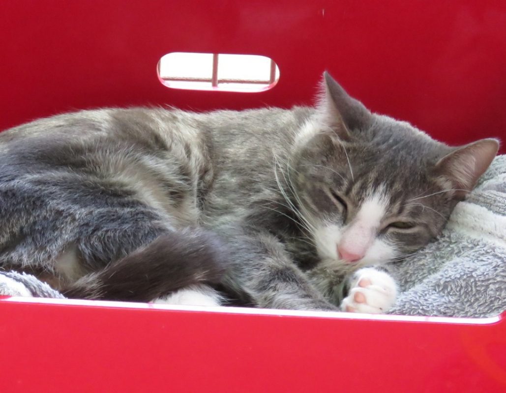Mango - Chat Européen à adopter - photo 2