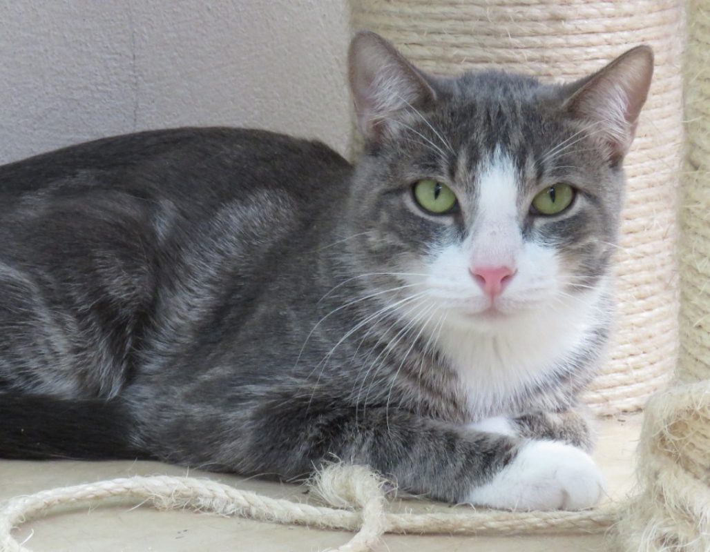 Mango - Chat Européen à adopter - photo 3