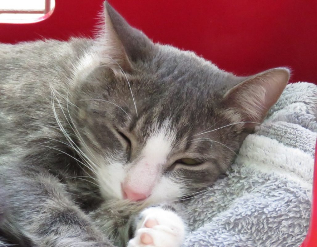 Mango - Chat Européen à adopter - photo 4