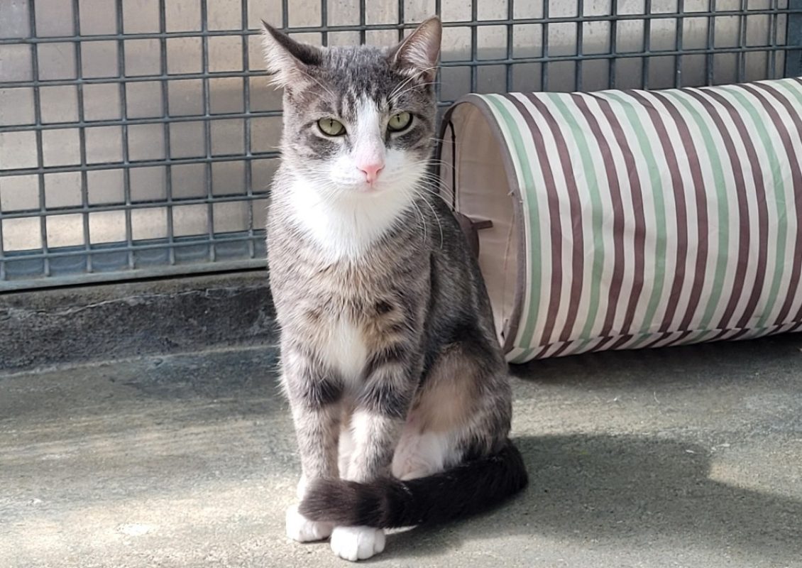 Mango - Chat Européen à adopter - photo 5