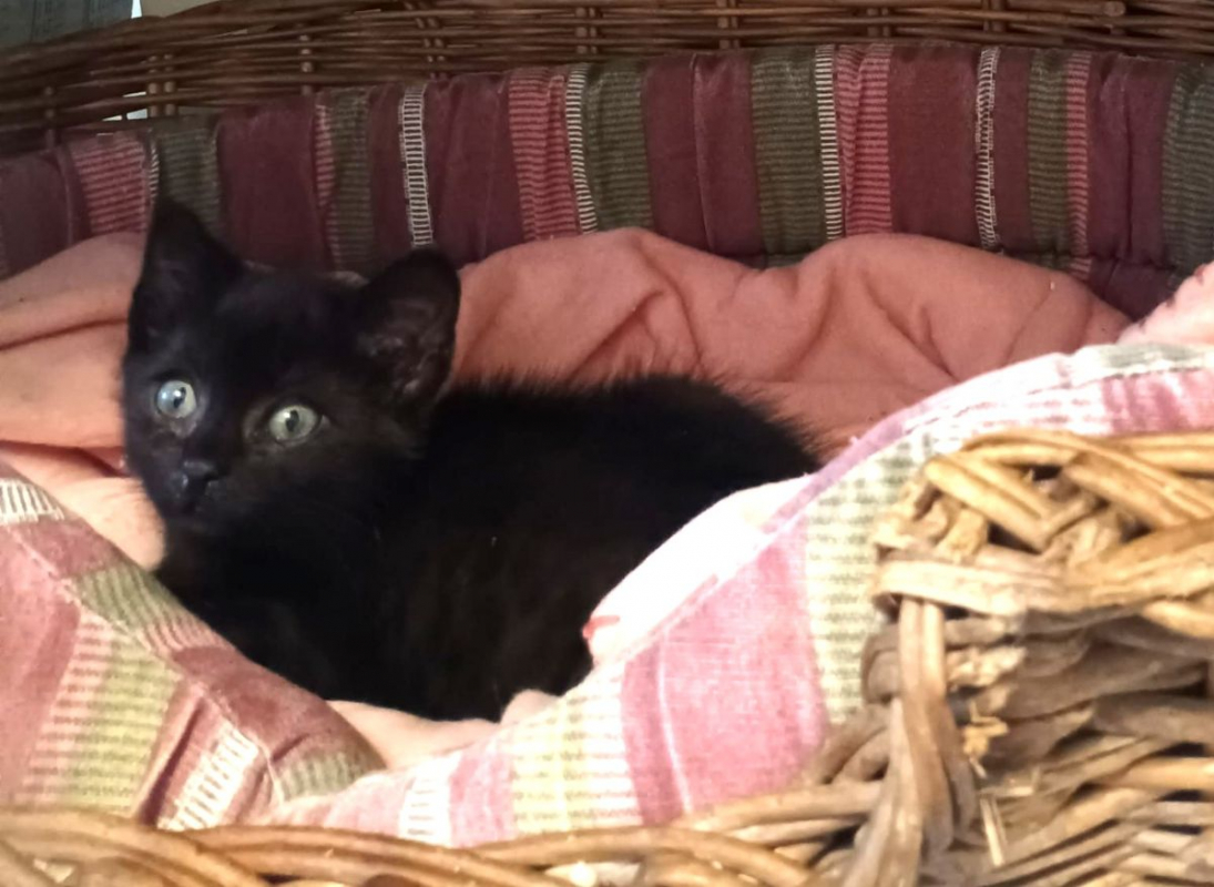 Photo #2 de BILBO