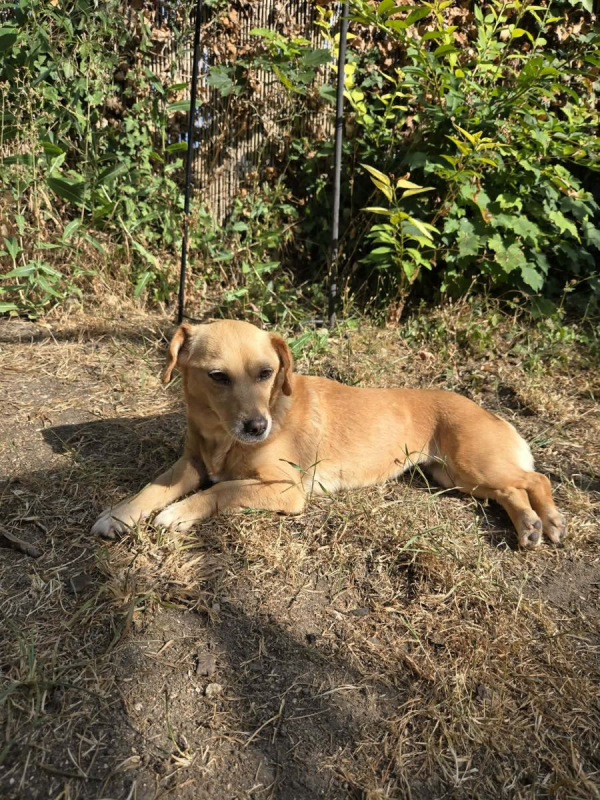 Winnie - Chien à adopter