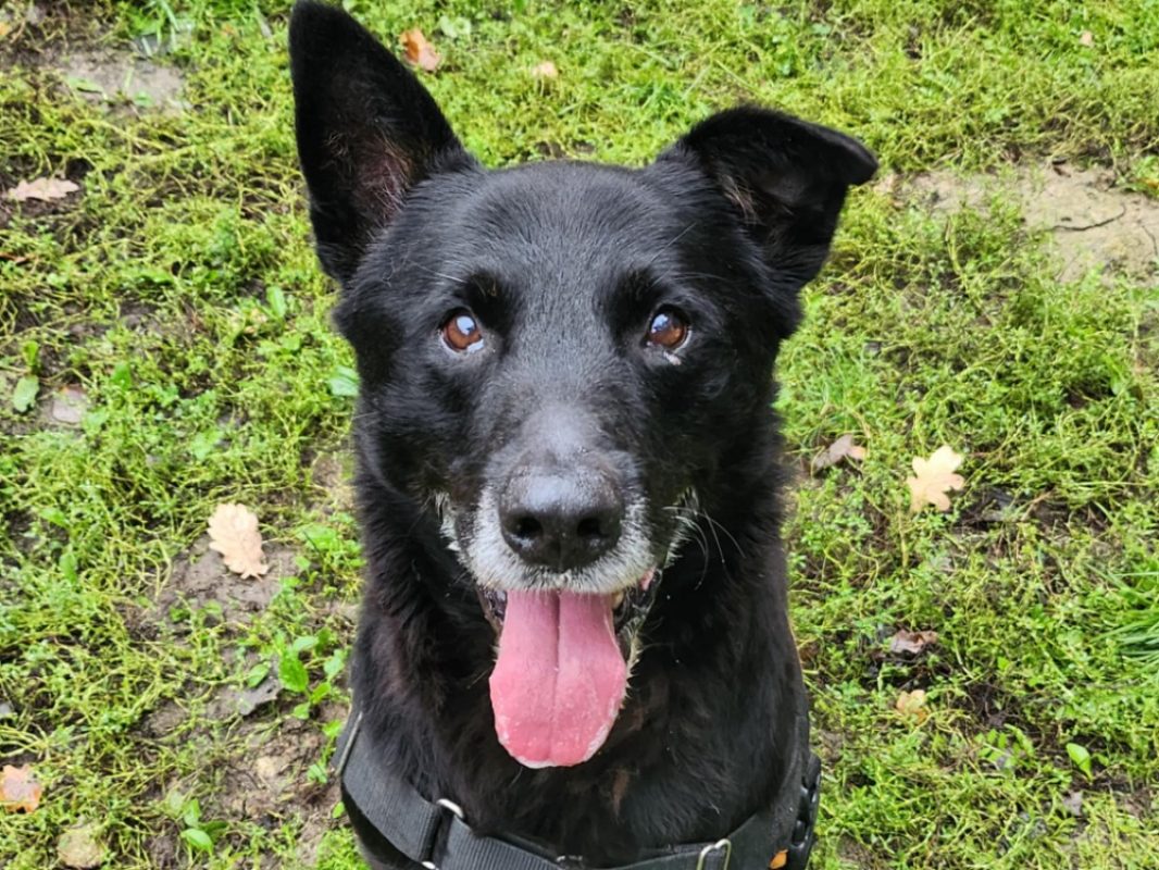 Gourka - Chien Berger à adopter