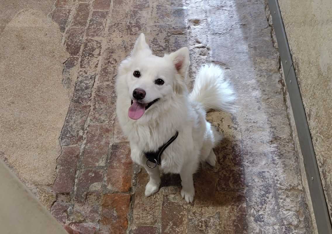 Photo de Frimousse