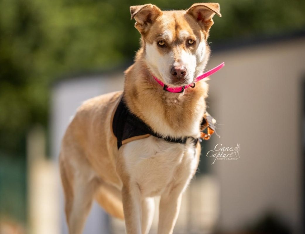 Pretty - Chien Berger à adopter
