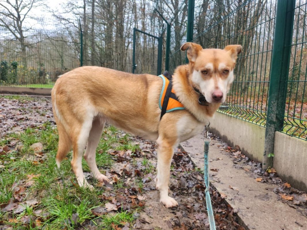 Pretty - Chien Berger à adopter - photo 7