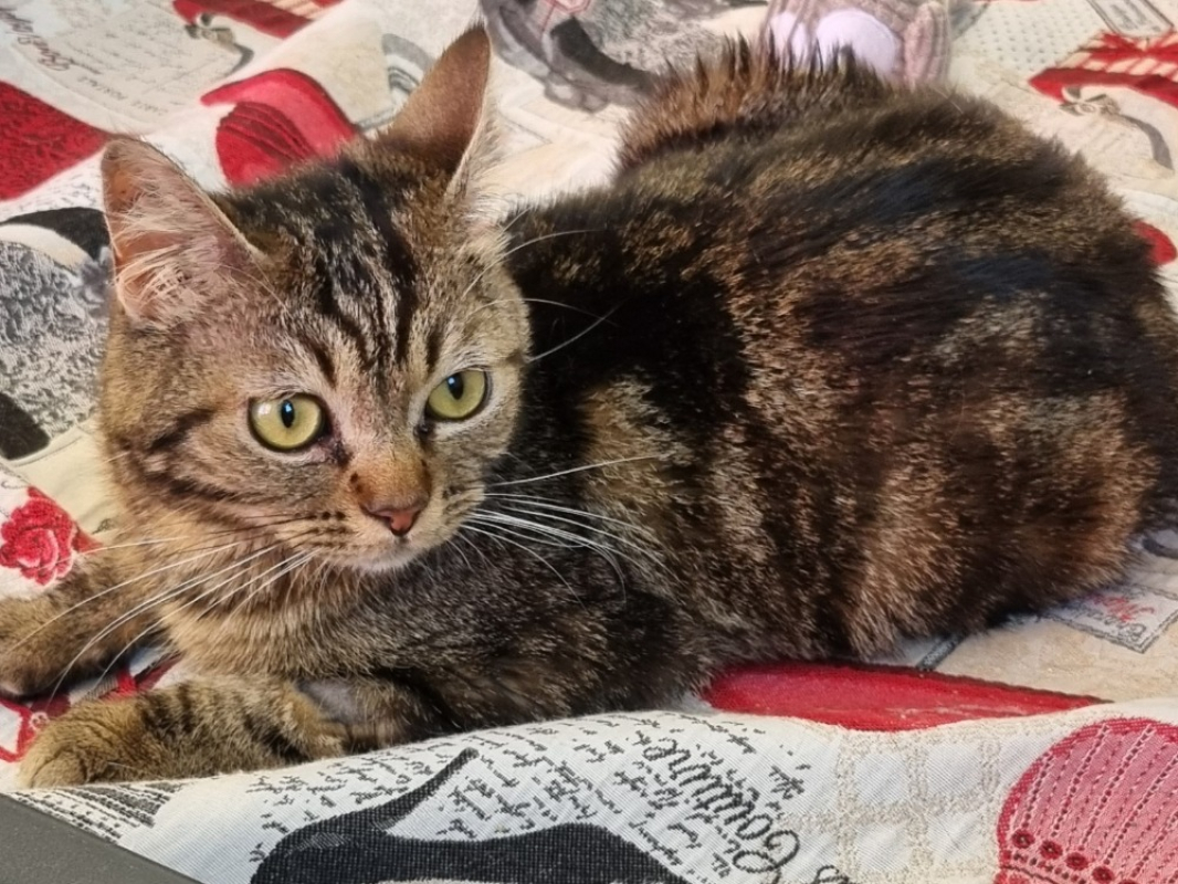 Photo de Kira
