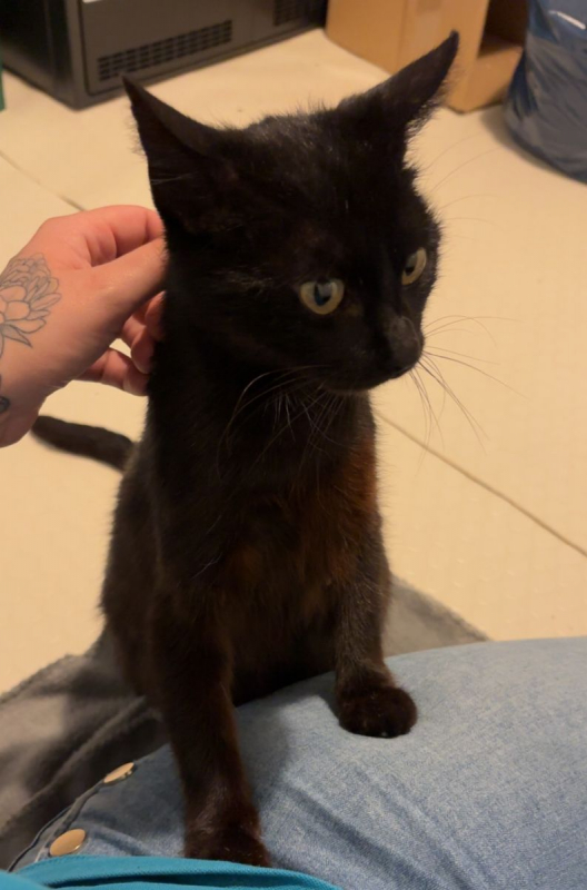 Photo #2 de Kali