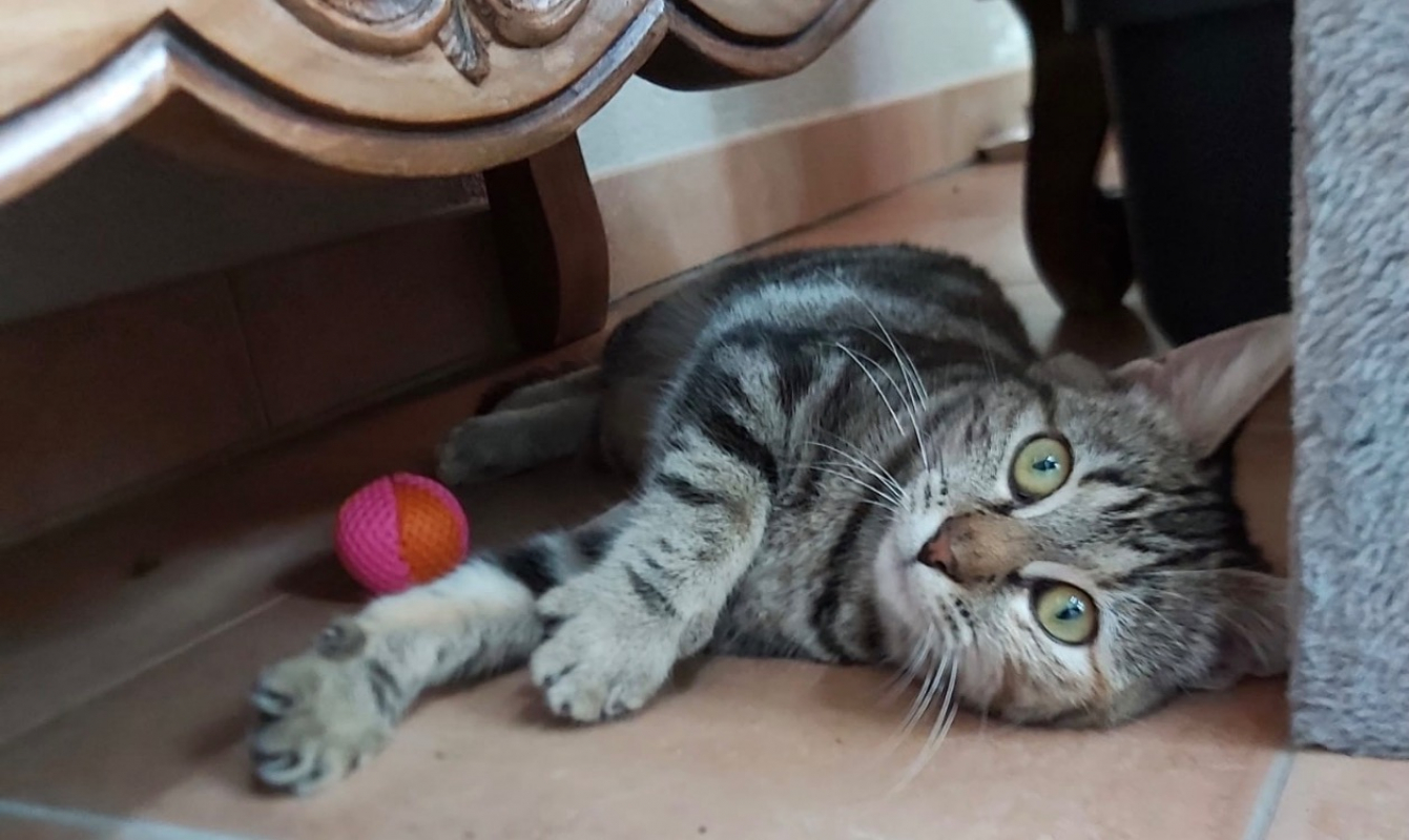 Photo #1 de Choupette