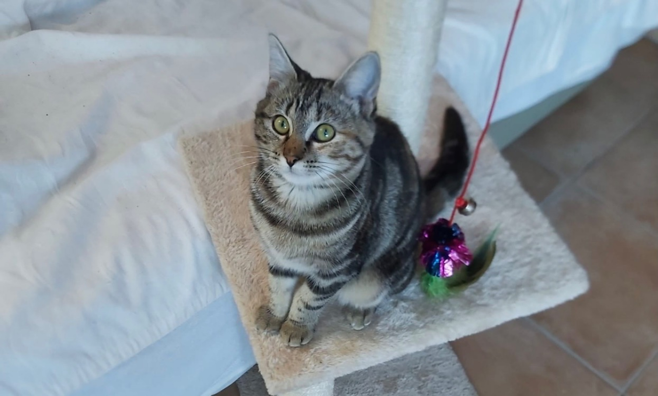 Photo #2 de Choupette