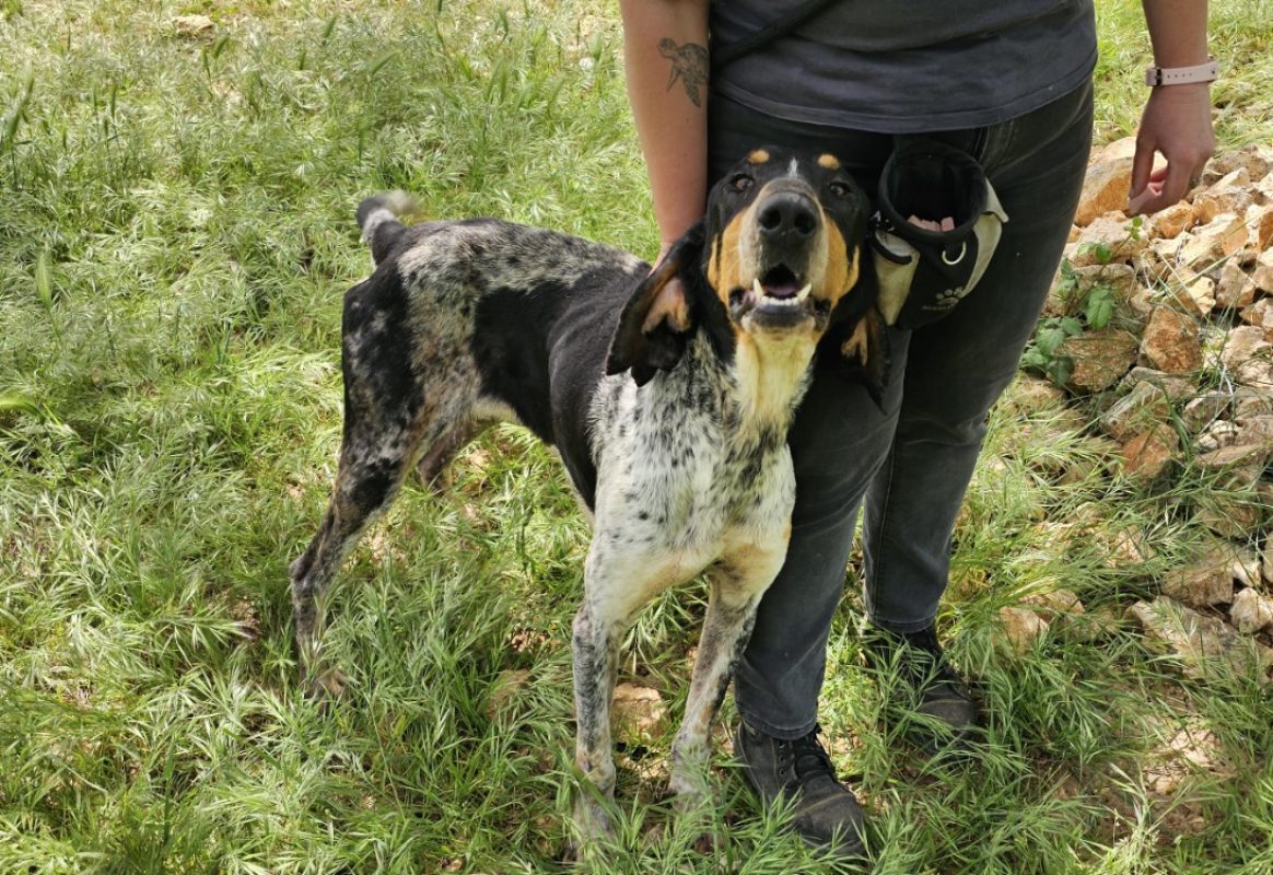 Peuchere - Chien Grand Bleu de Gascogne à adopter
