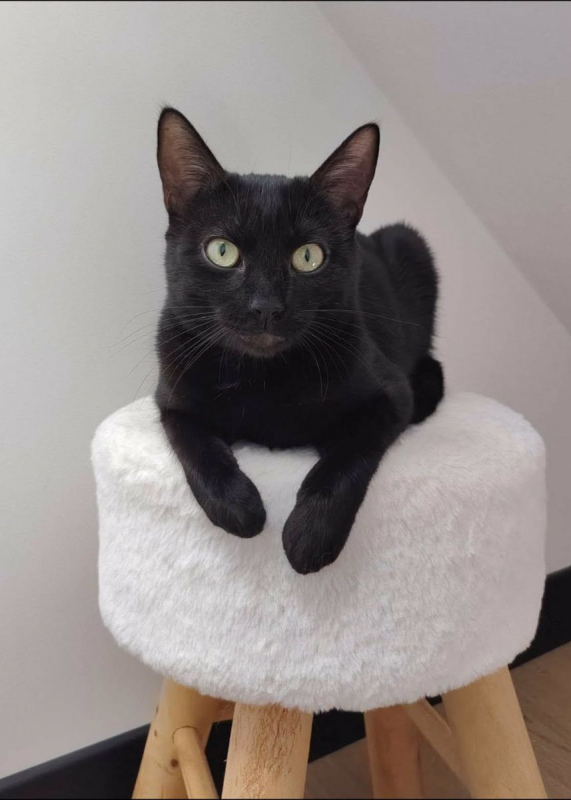 Altrie - Chat à adopter - photo 2