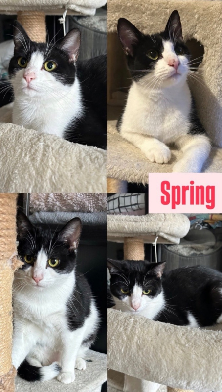 Photo #6 de Summer & Spring