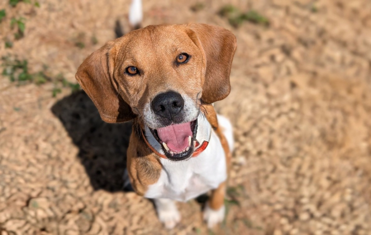 Mayko - Chien Beagle à adopter