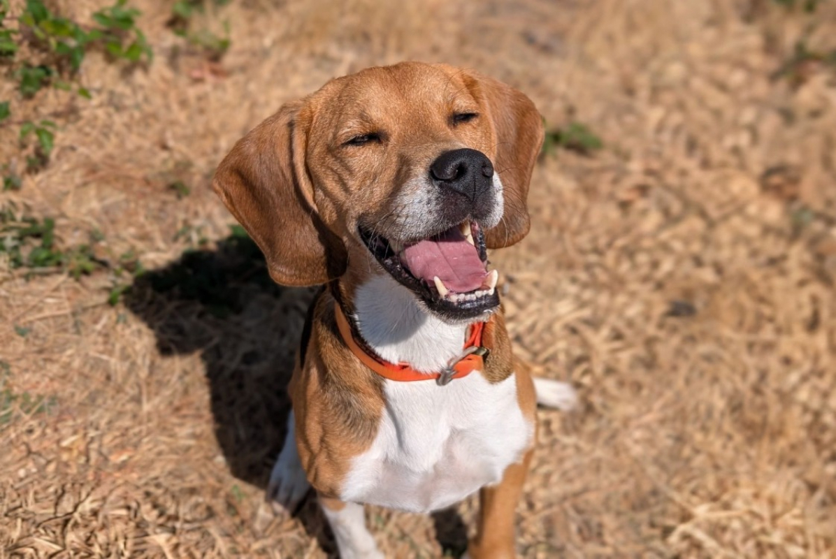 Mayko - Chien Beagle à adopter - photo 2