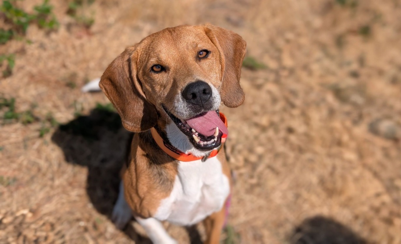 Mayko - Chien Beagle à adopter - photo 3