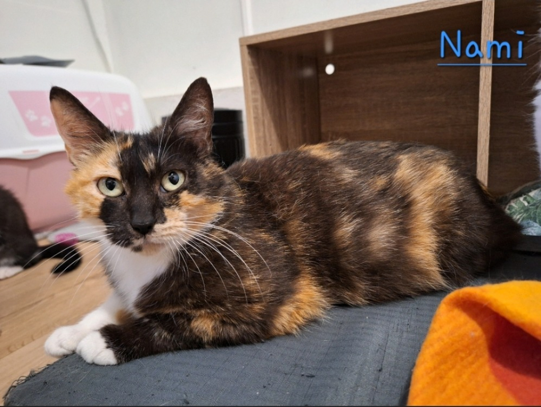 Photo de Nami