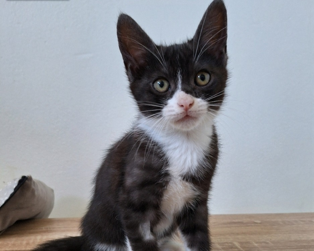 Photo de Zorro