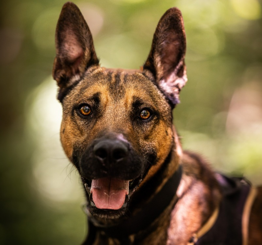 Kayamb - Chien à adopter