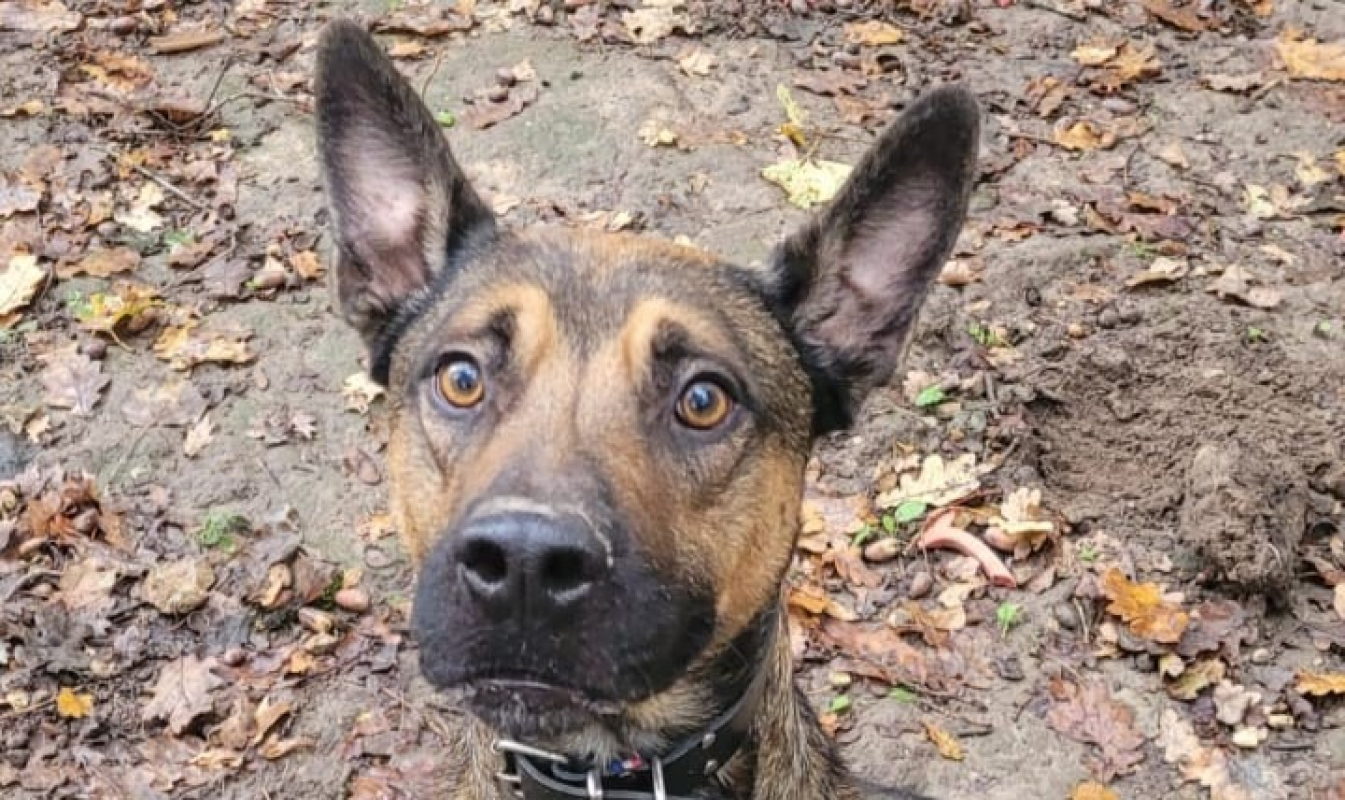 Kayamb - Chien à adopter - photo 2