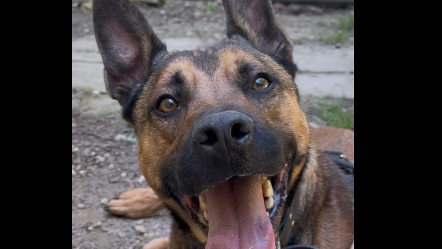 Kayamb - Chien à adopter - photo 3