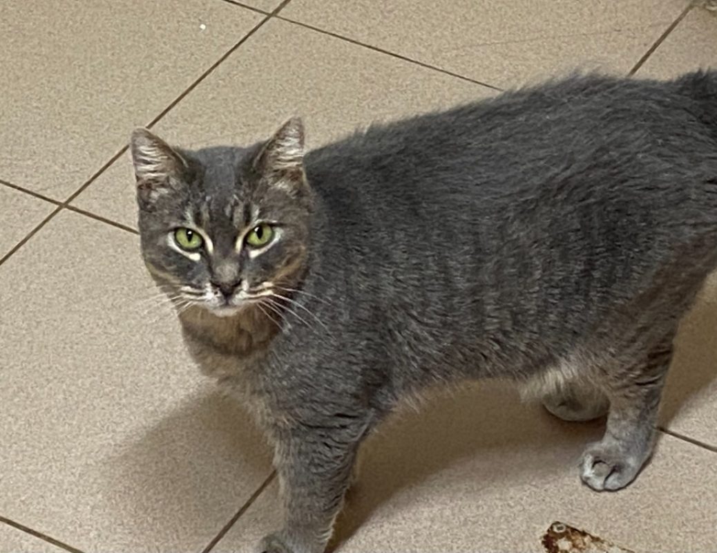 Janet - Chat Européen à adopter